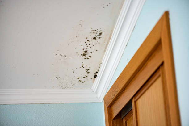 Best Mold Cleaning Services  in Leland Grove, IL