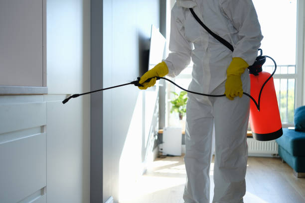 Best Black Mold Removal  in Leland Grove, IL