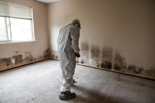 Best Office Mold Removal Services  in Leland Grove, IL