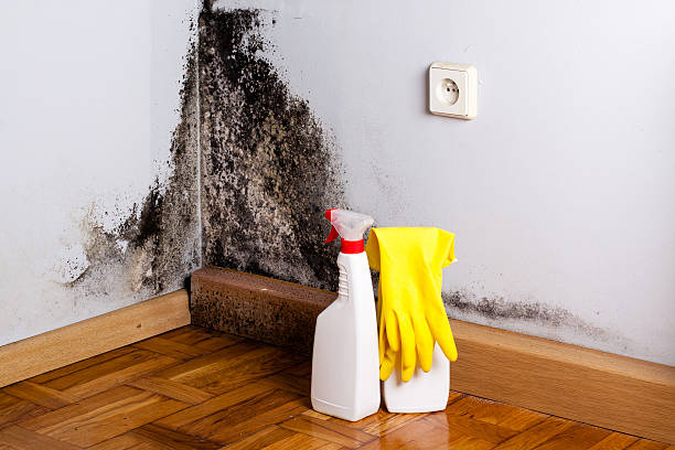 Mold Removal Process in Leland Grove, IL