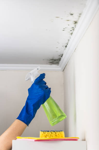 Best Commercial Mold Removal  in Leland Grove, IL