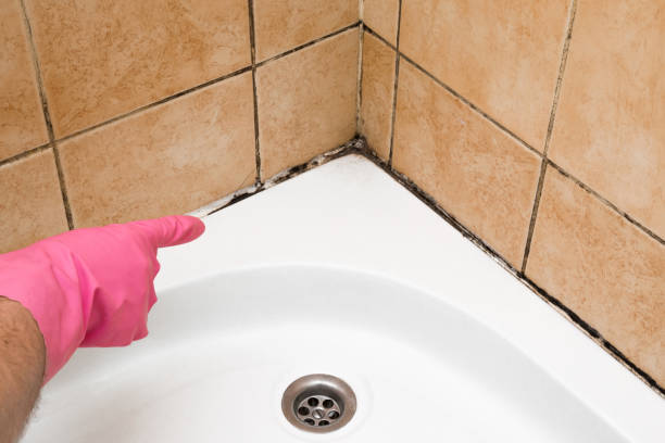 Best Fast Mold Removal  in Leland Grove, IL